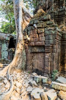banyan tree roots in ruin Ta Prohm, part of Khmer temple complex, Asia. Siem Reap, Cambodia. Ancient Khmer architecture in jungle.