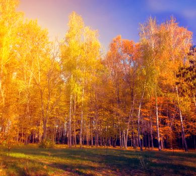 Sunlight Autumn beech leaves decorate a beautiful nature bokeh background with forest ground