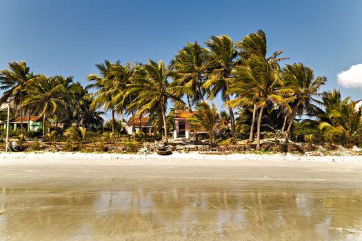 Coconut Palm tree on the sandy beach - Summer nature scene.