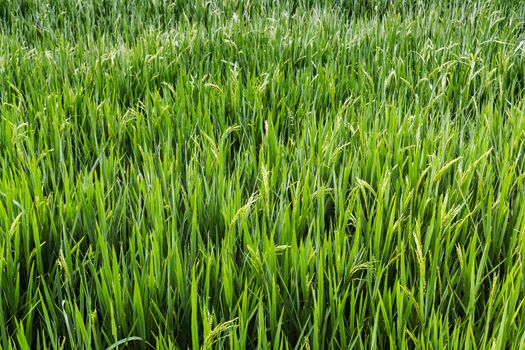 Green agricultural land Rice fields background terraces plantation, farm.