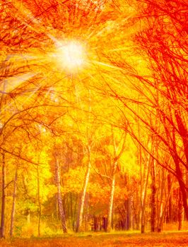 Sunlight Autumn beech leaves decorate a beautiful nature bokeh background with forest ground