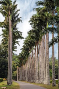 Palm tree beautiful alley in the Park with exotic plants. The national Park of Sri Lanka