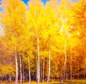 Sunlight Autumn beech leaves decorate a beautiful nature bokeh background with forest ground