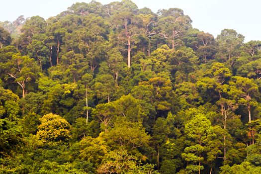 Tropical rainforest green trees, nature wood backgrounds