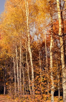 Foliage in the autumn park, Autumn leaves sky background, Trees Leaves in vintage color