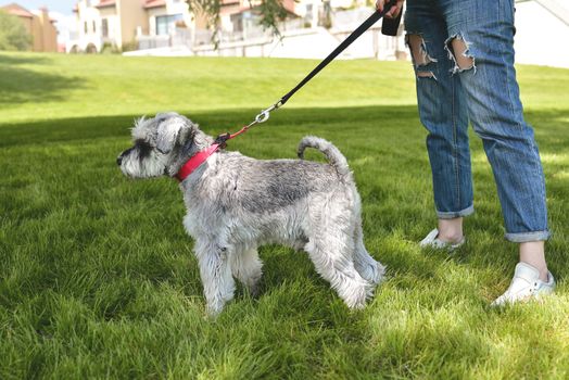 The owner of the dog walks his beautiful dog Schnauzer in the park. close view