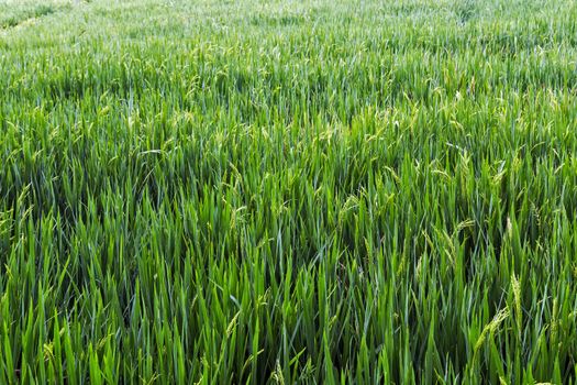 Green agricultural land Rice fields, terraces, plantation, farm.
