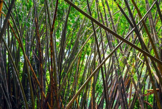 Growing Green nature bamboo forest background