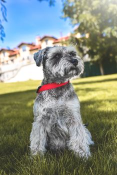 portrait of a beautiful dog schnauzer sitting on the grass and looking into the distance in the park.The concept of love for animals. best friend