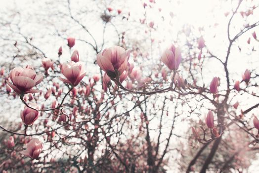 Magnolia trees, Botanical Garden spring atmosphere, good mood