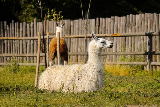 Lama rests at the Zoo,, wild animal