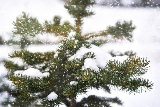 Snowy tree in the park, winter season, cold , christmas