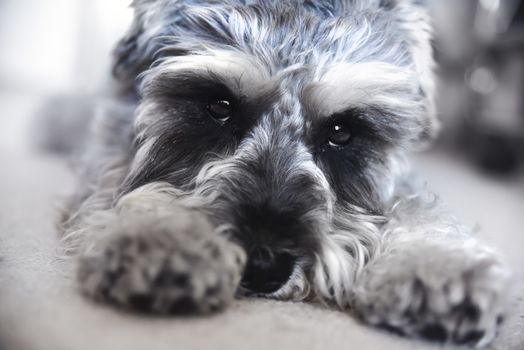 Puppy miniature schnauzer lies on the floor, funny dog