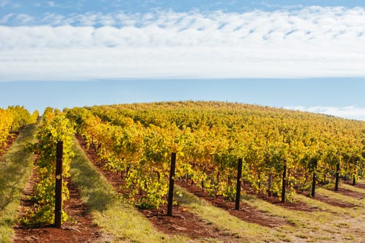 The sun sets over recently picked vines on a warm autum evening in Myrrhee in the King Valley, Victoria, Australia