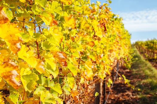 The sun sets over recently picked vines on a warm autum evening in Myrrhee in the King Valley, Victoria, Australia