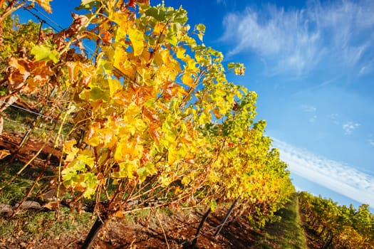 The sun sets over recently picked vines on a warm autum evening in Myrrhee in the King Valley, Victoria, Australia