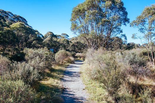 The popular Thredo Valley Track which is a walk and bike track that runs from Thredbo to Jindabyne thru Lake Crackenback in New South Wales, Australia