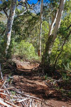 The popular Thredo Valley Track which is a walk and bike track that runs from Thredbo to Jindabyne thru Lake Crackenback in New South Wales, Australia