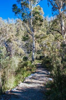 The popular Thredo Valley Track which is a walk and bike track that runs from Thredbo to Jindabyne thru Lake Crackenback in New South Wales, Australia