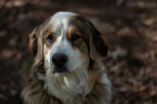 portrait big Bernese mountain dog. forest on background