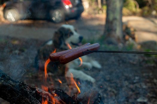 Making and cooking Hot dog sausages over open camp fire. Grilling food over flames of bonfire on wooden branch - stick spears in nature at night. Scouts way of preparing food