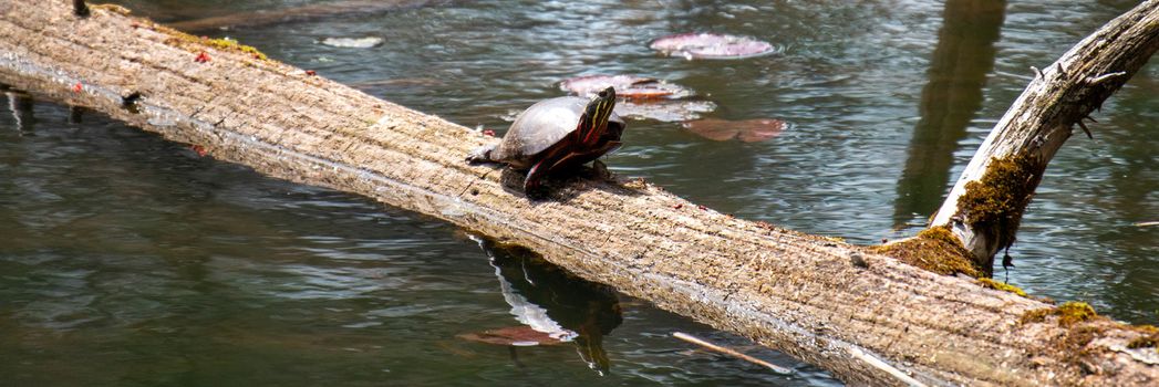 Midland Painted Turtle basking on a large rock covered in vegetation