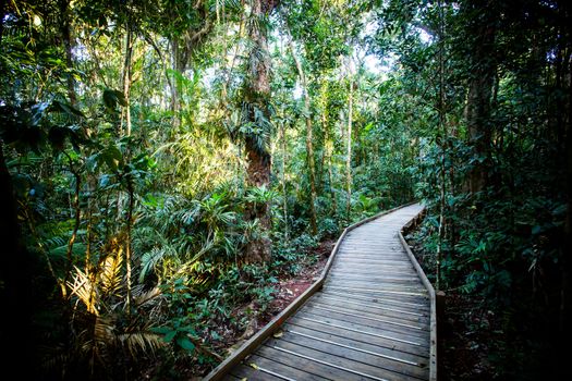 The famous Jindalba Boardwalk thru ancient rainforest in the Daintree region of Queensland, Australia