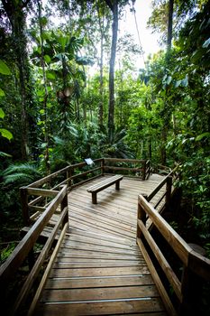 The famous Jindalba Boardwalk thru ancient rainforest in the Daintree region of Queensland, Australia