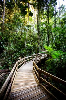 The famous Jindalba Boardwalk thru ancient rainforest in the Daintree region of Queensland, Australia