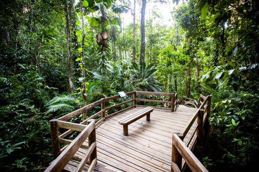 The famous Jindalba Boardwalk thru ancient rainforest in the Daintree region of Queensland, Australia