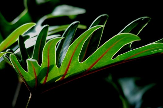 Green Leaf in a Dark Background