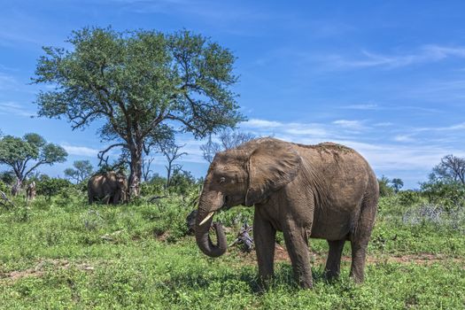 African bush elephant in green savannah in Kruger National park, South Africa ; Specie Loxodonta africana family of Elephantidae