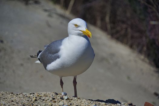 Single european herring gull on heligoland - island Dune - North beach - Larus argentatus