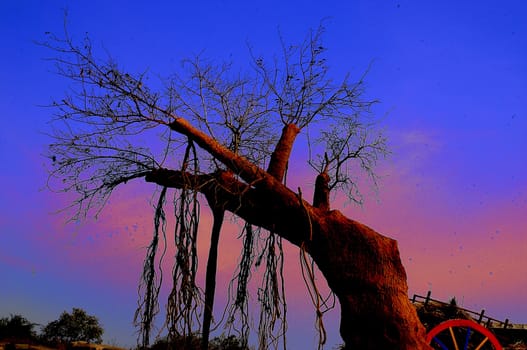 Isolated Tree on a Rainbow Backdrop