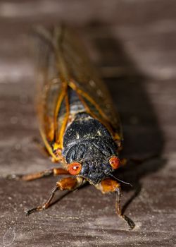 Head on view of Brood IX 17 year cicada with red orange eyes.