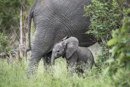 Baby African bush elephant portected my mother in Kruger National park, South Africa ; Specie Loxodonta africana family of Elephantidae