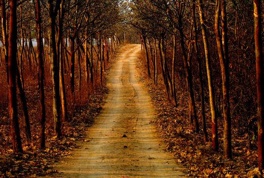 Forest Pathway Wooded