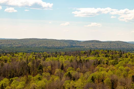 Trail in Algonquin Park, Ontario, Canada