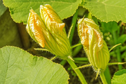 Close-up of a pumpkin flower or zucchini inflorescence. Beautiful yellow pumpkin flowers with leaves on a vegetable patch on a summer day.