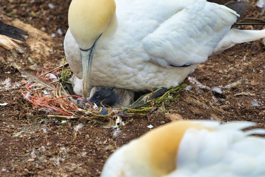 single  northern garnet on the red Rock with a young garnet in the nest - Heligoland island