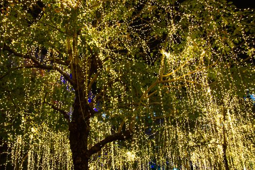 cable of string led lights on tree in the garden at night time used for decorating for beauty According to important festivals
