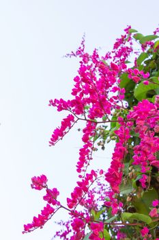 Mexican creeper, Antigonon leptopus is ornamental plant that is native to Mexico. It is a vine with pink or white flowers.