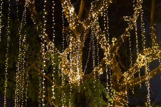 cable of string led lights on tree in the garden at night time used for decorating for beauty According to important festivals
