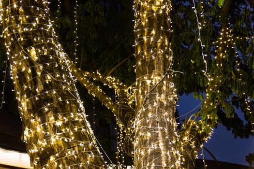 cable of string led lights on tree in the garden at night time used for decorating for beauty According to important festivals
