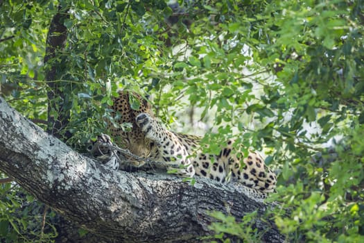 Leopard lying down and grooming in a tree in Kruger National park, South Africa ; Specie Panthera pardus family of Felidae