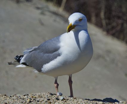 Single european herring gull on heligoland - island Dune - North beach - Larus argentatus