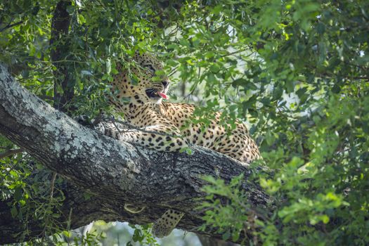 Leopard lying down in a tree in Kruger National park, South Africa ; Specie Panthera pardus family of Felidae