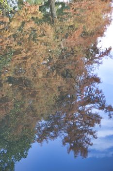 a brown golden tree in the indian summer with blue sky