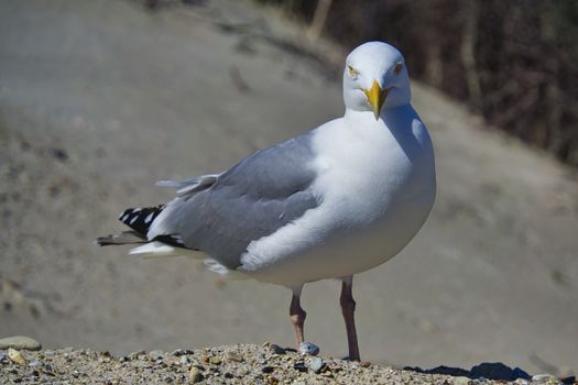 Single european herring gull on heligoland - island Dune - North beach - Larus argentatus