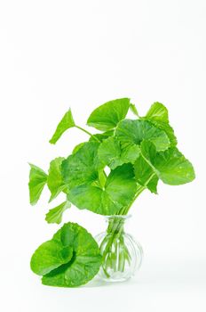 Fresh centella, Green leaf isolated on white background.